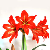 AMARYLLIS FLOWER PETALS CUTTERS SET A362