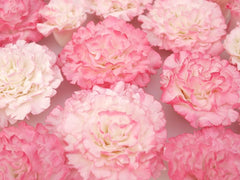 EASY CARNATION FLOWER CUTTER SET 3PCS