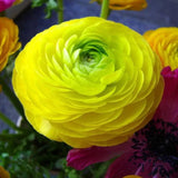 BUTTERCUP/RANUNCULUS PETALS FLOWER CUTTERS SET A346